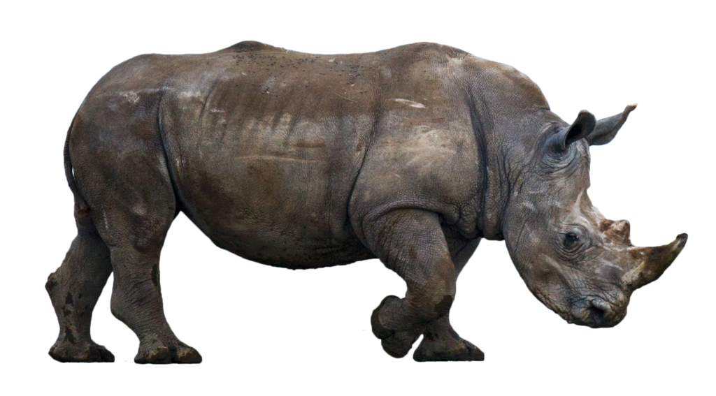 Rinoceronte Free PNG Image