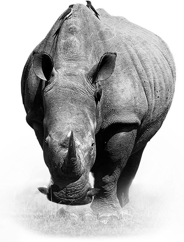 Rhinoceros PNG تحميل صورة