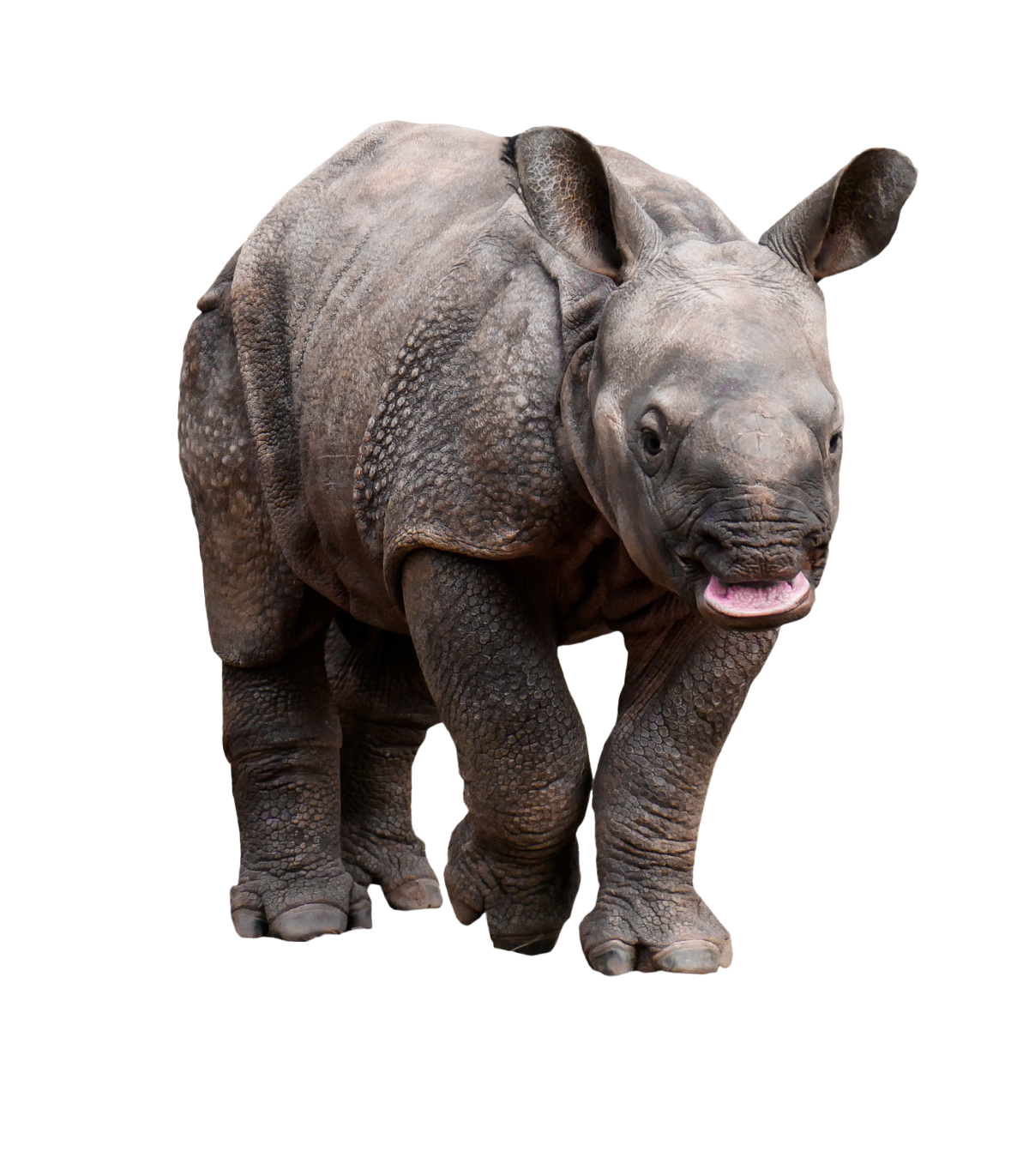 Rhinoceros PNG High-Quality Image