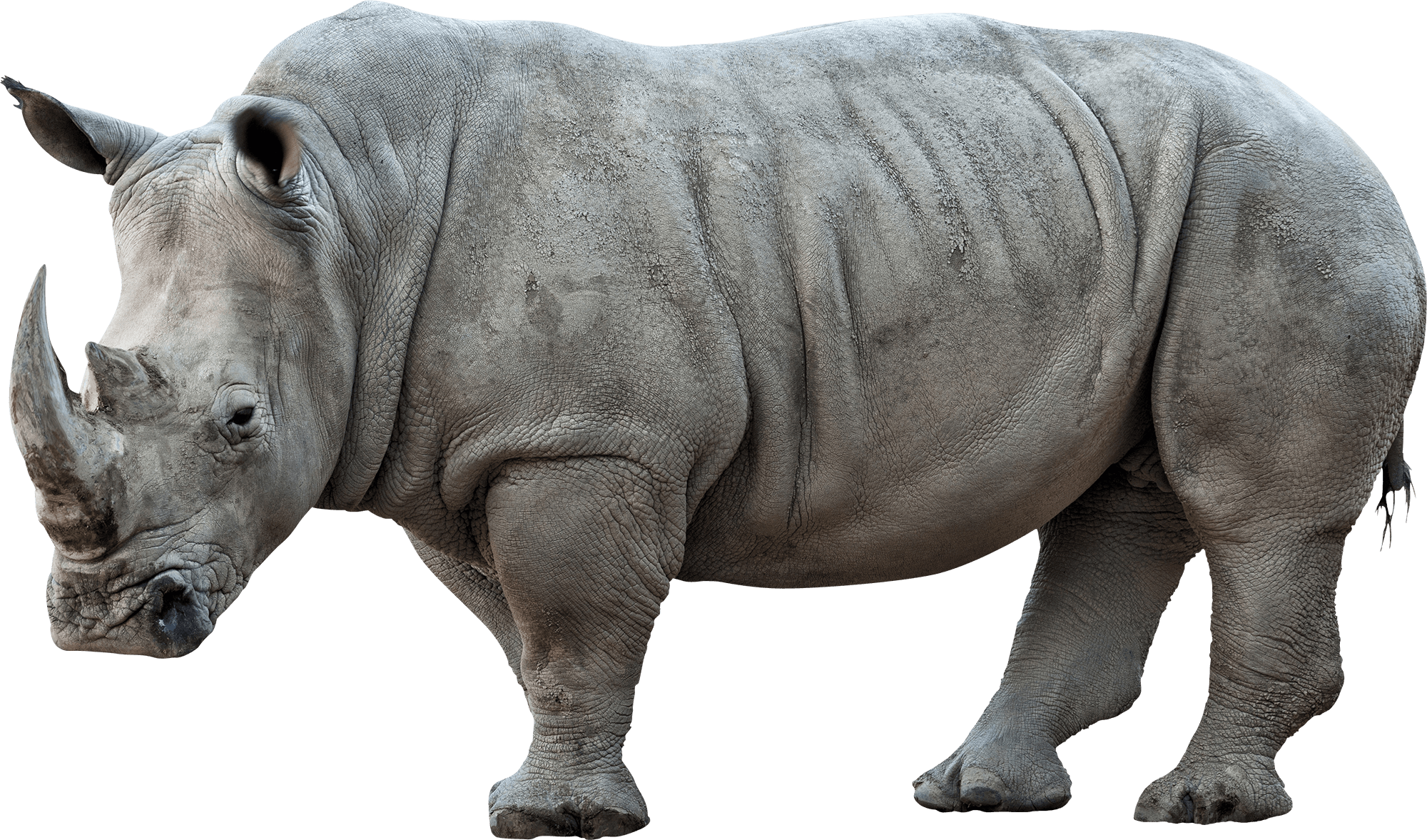 Rhinoceros PNG Pic