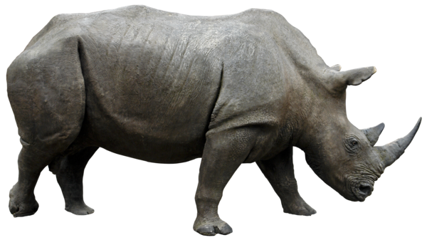 Rhinoceros PNG Transparent Image