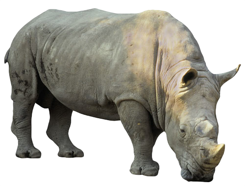 Rhinoceros Transparent Background PNG