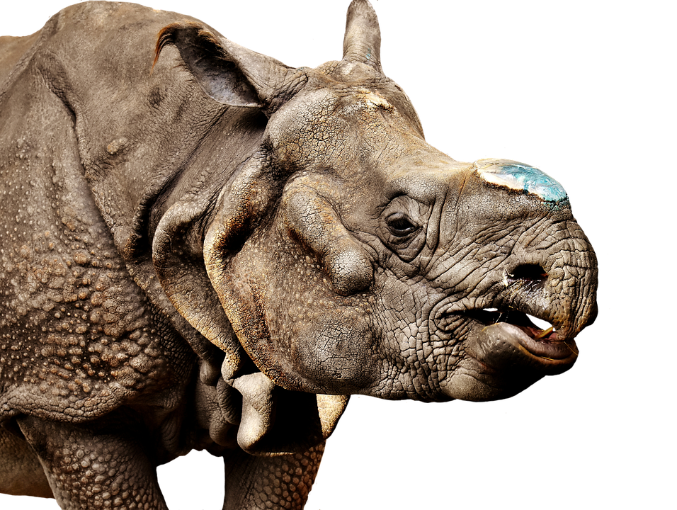 Rhinoceros Transparent Image
