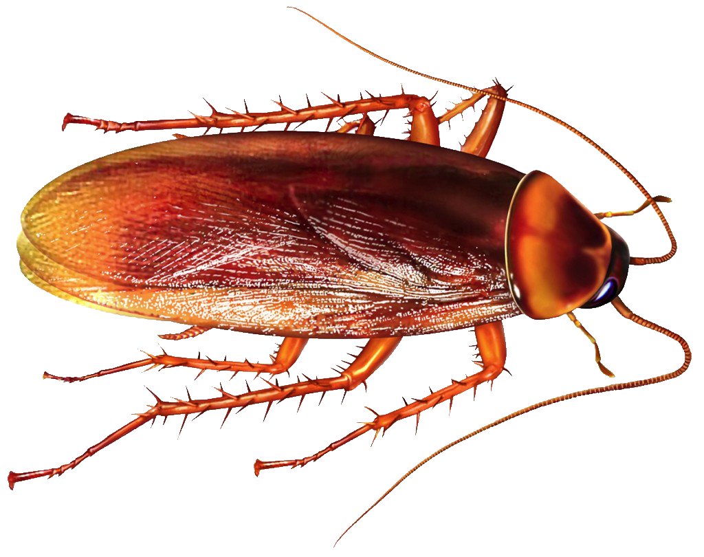 Roach Gratis PNG-Afbeelding