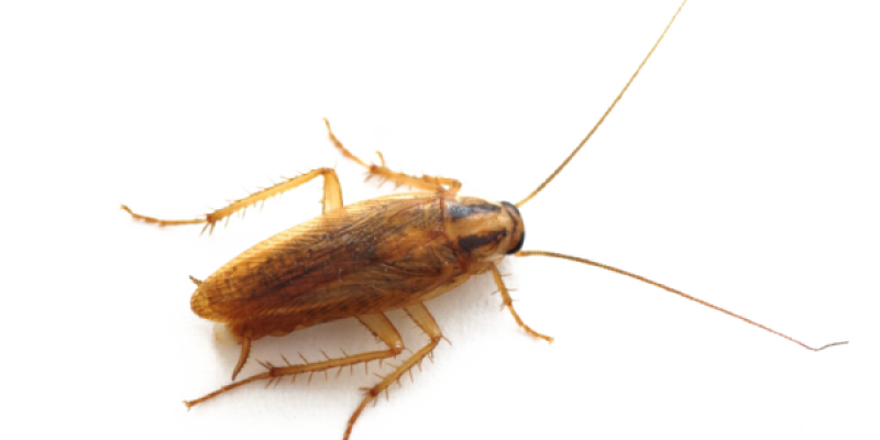 Roach PNG High-Quality Image