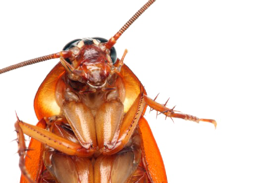 Roach PNG Image Background
