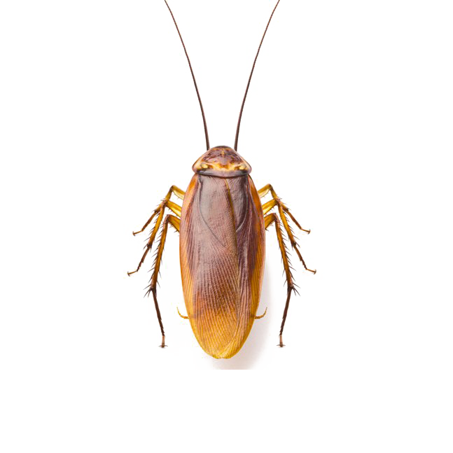 Roach PNG-Afbeelding