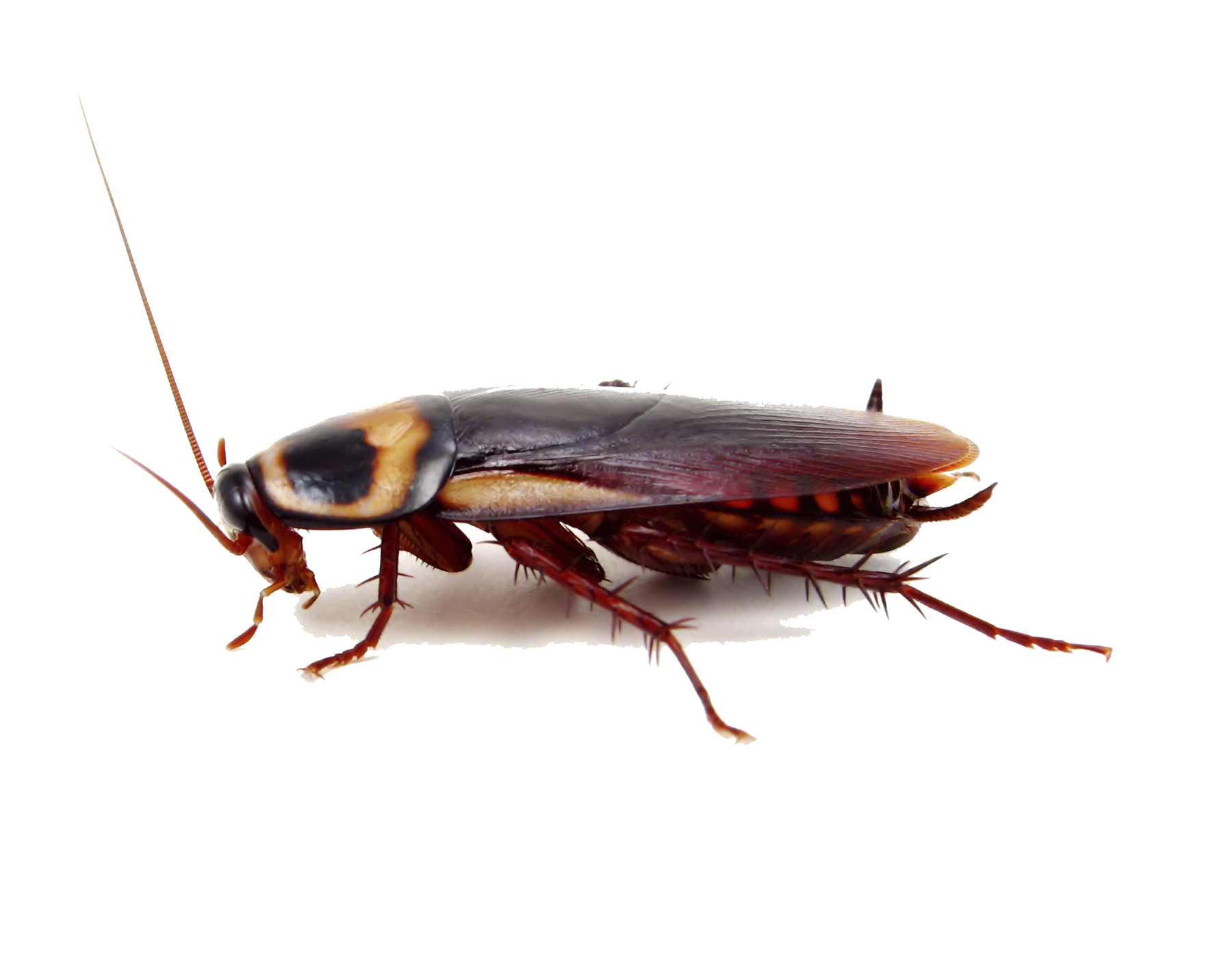 Roach PNG Photo
