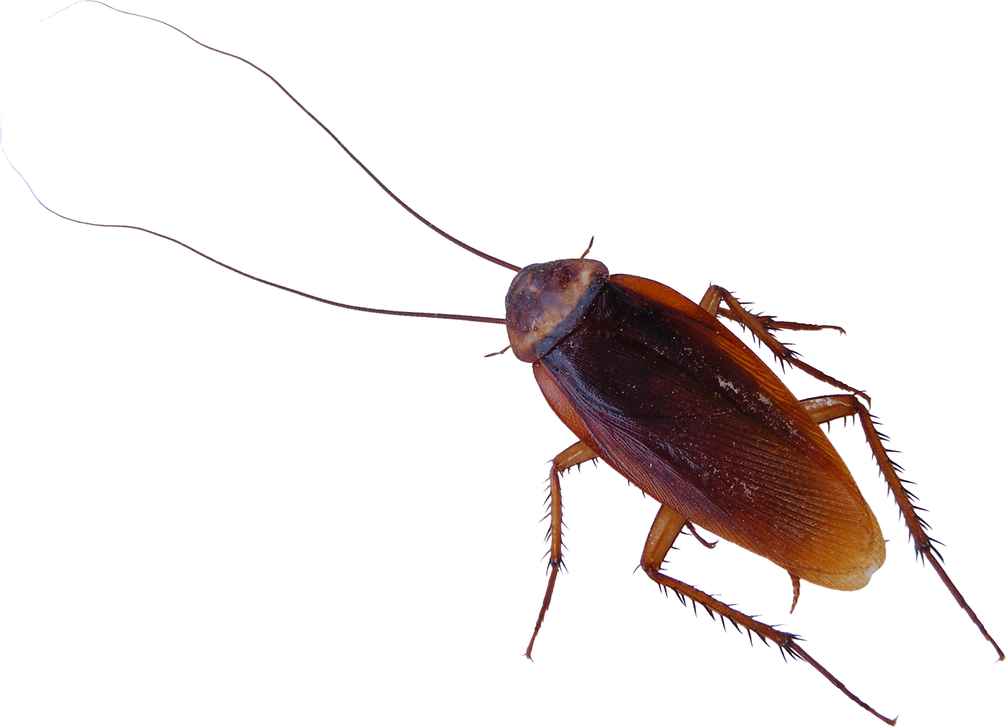 Roach PNG Pic