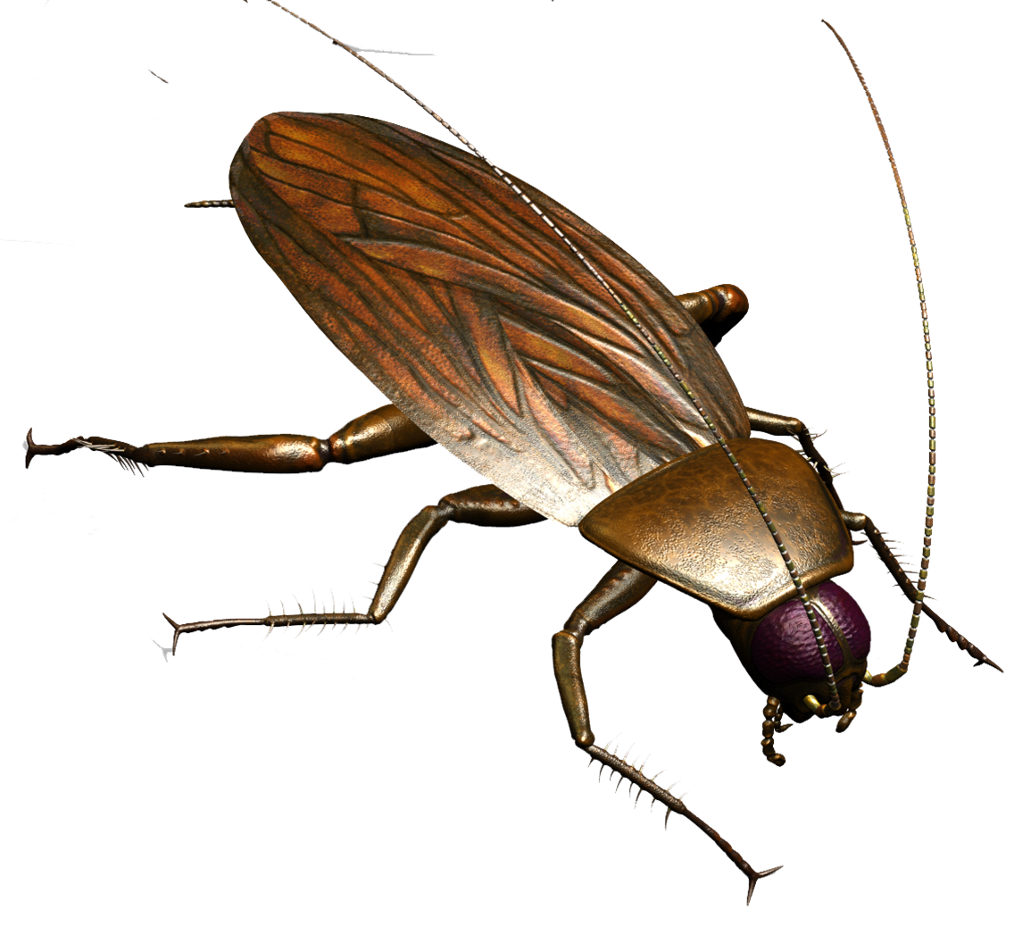 Roach PNG-Afbeelding