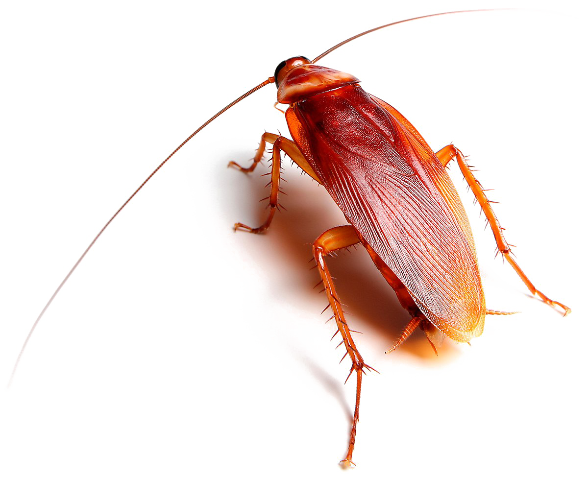 Immagine Trasparente di Roachs