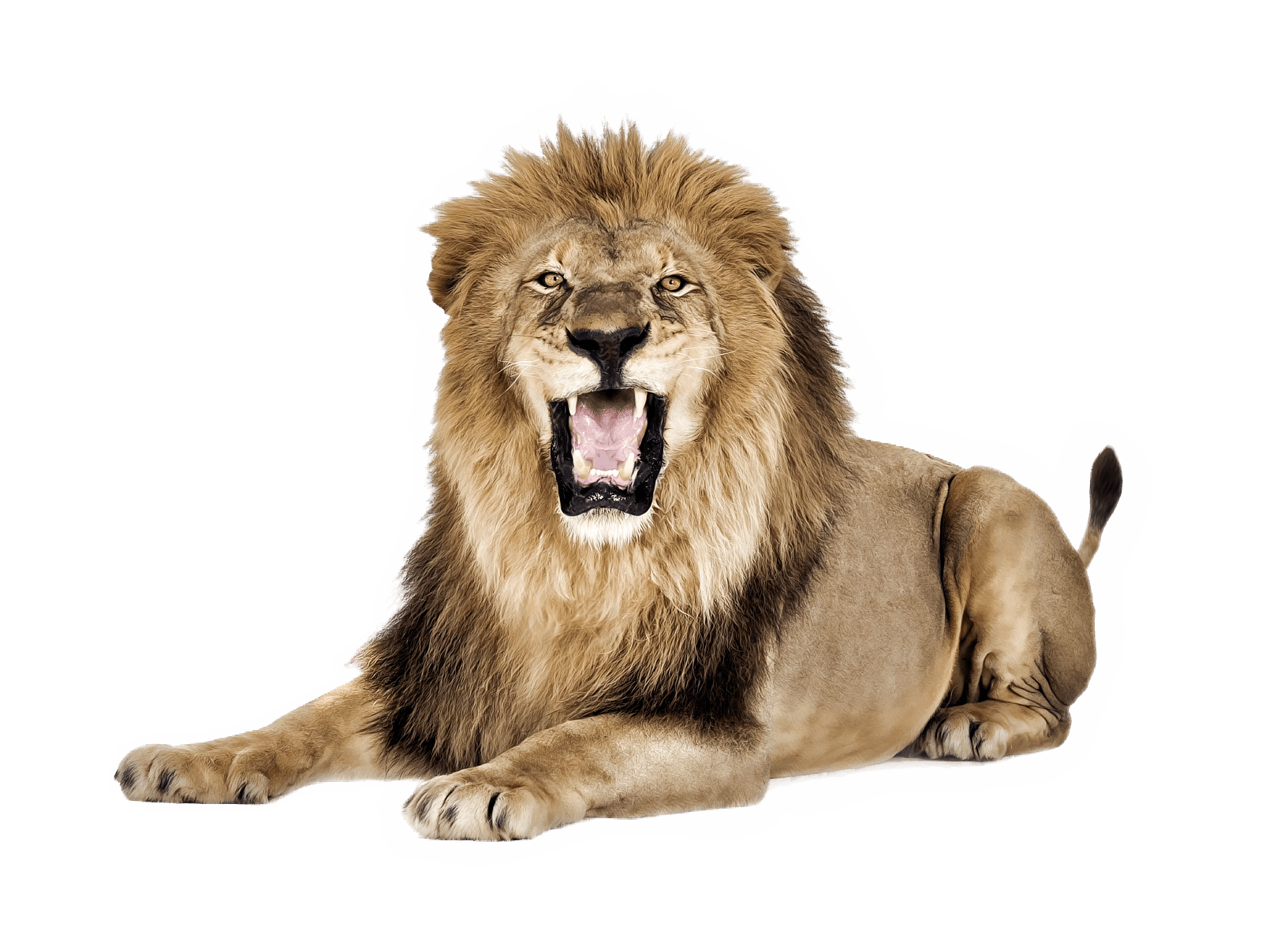 Roaring Lion PNG Image Background