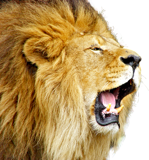 Roaring Lion PNG Photo
