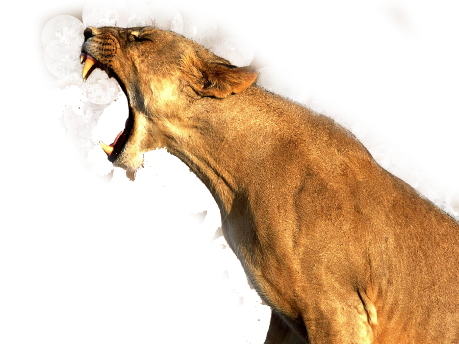Brullende leeuw PNG Transparant Beeld