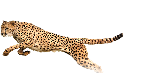 Запуск Cheetah PNG Скачать изображение
