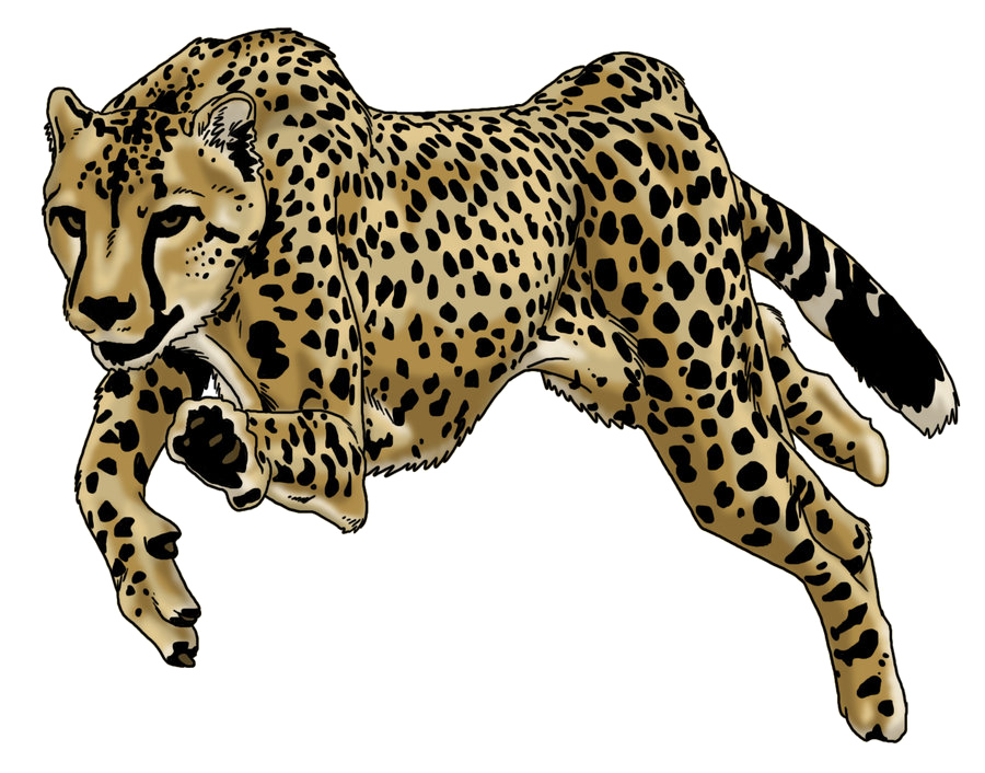 تشغيل Cheetah PNG صورة عالية الجودة