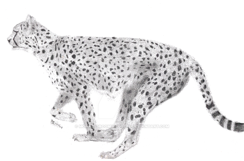 Running Cheetah PNG Image With Transparent Background