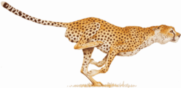 Running Cheetah PNG Photo