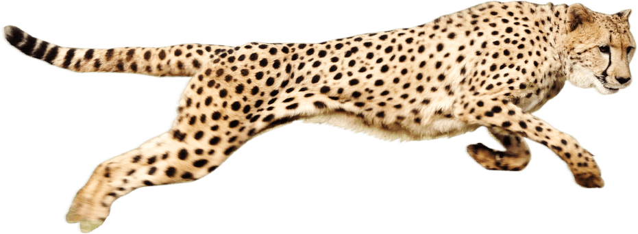 Running Cheetah PNG Transparent Image