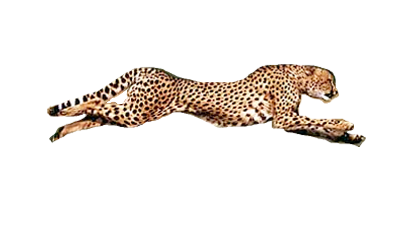 Running Cheetah Transparent Background PNG