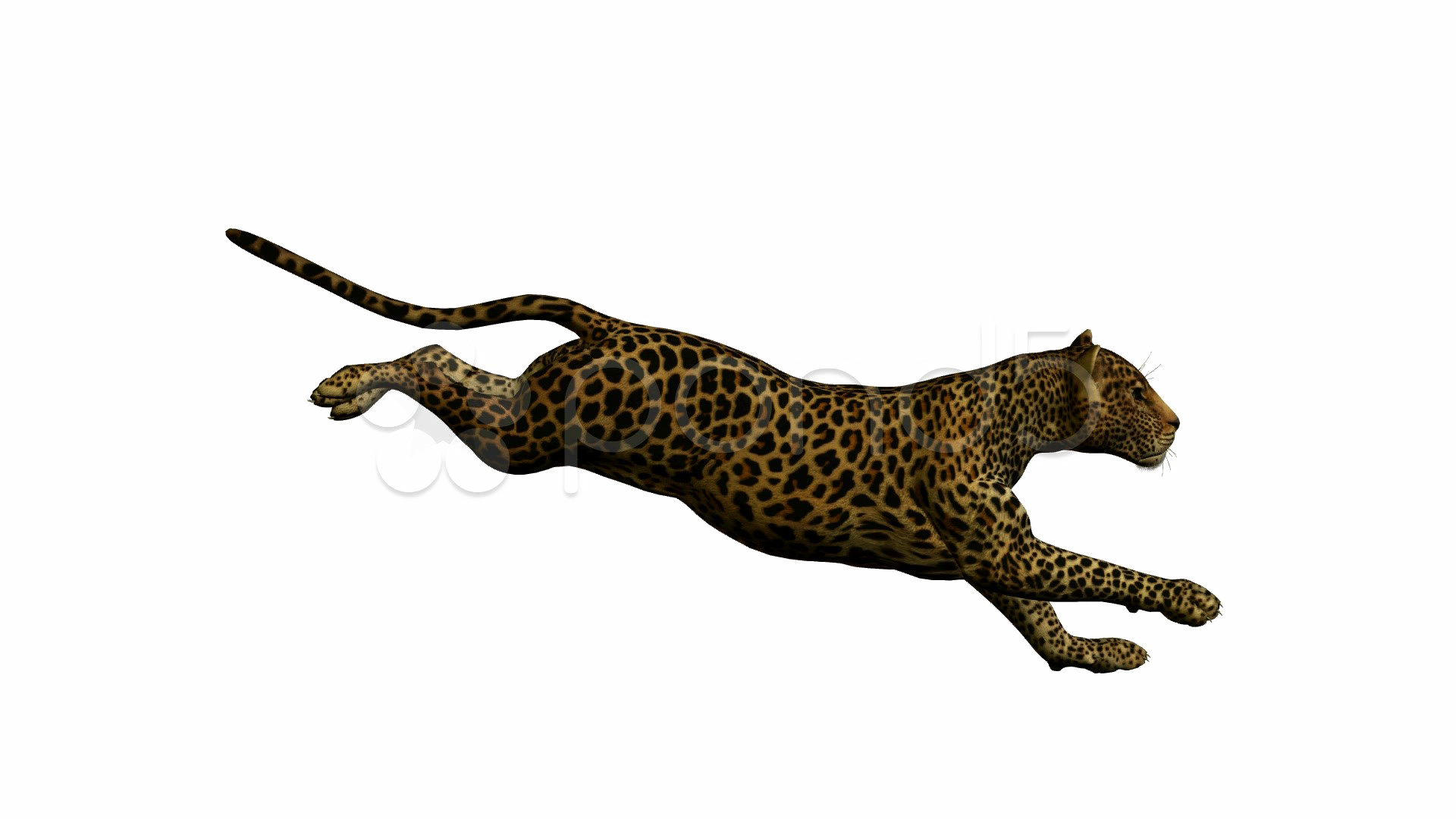 Running Leopard PNG Photo