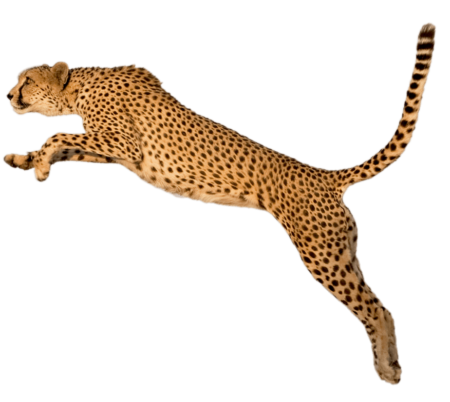 Running Leopard PNG Transparent Image