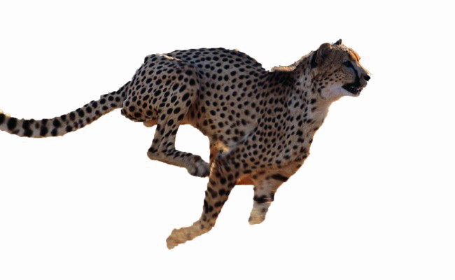 Laufendes Leopard Transparentes Bild