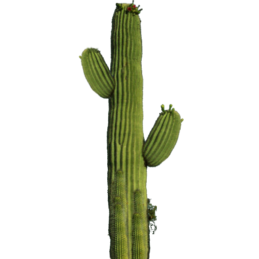 Imagen PNG libre de cactus Saguaro