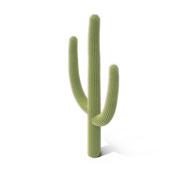 Saguaro Cactus PNG-Bild