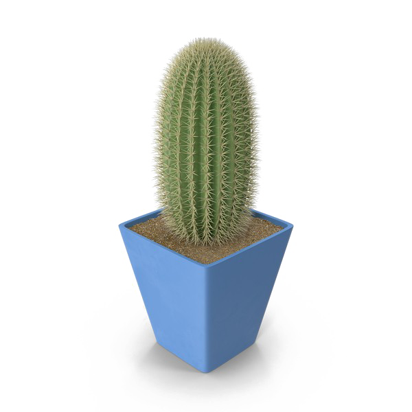 Saguaro Cactus PNG Photo