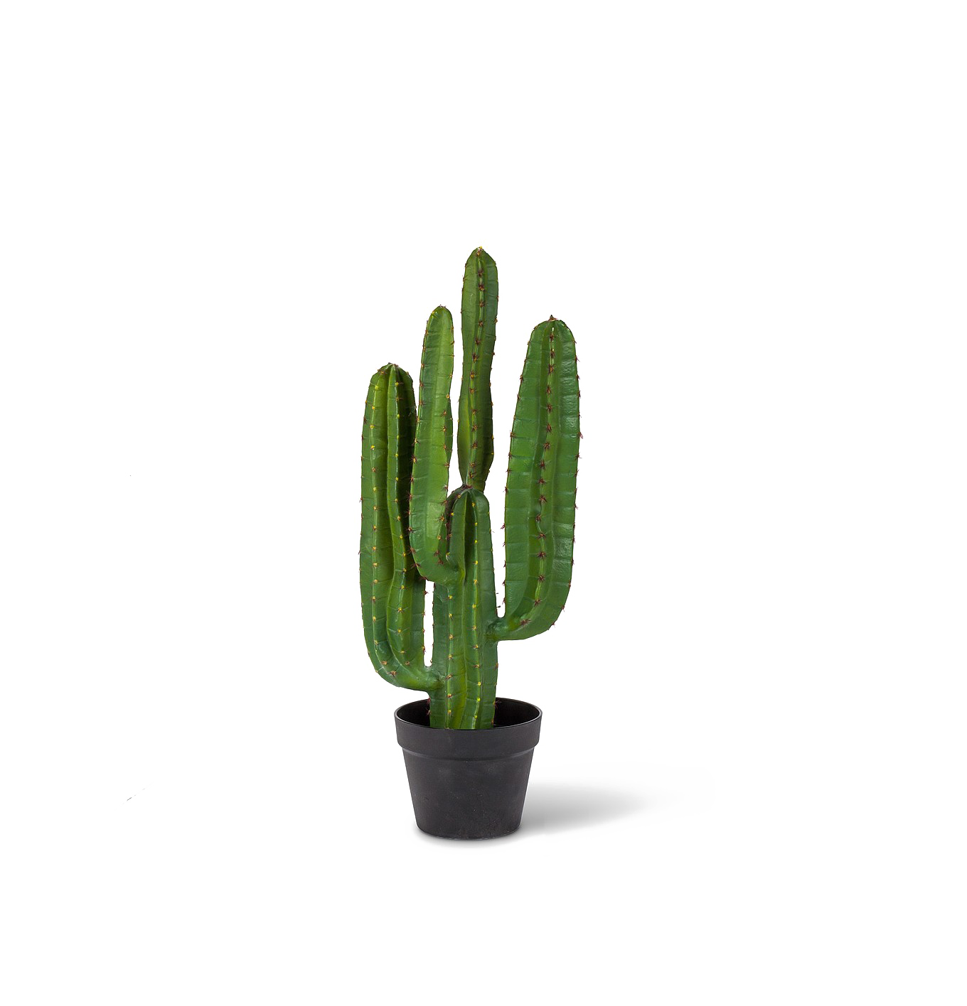 Saguaro cactus PNG Pic