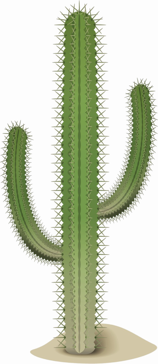 Imagen Transparente Saguaro Cactus