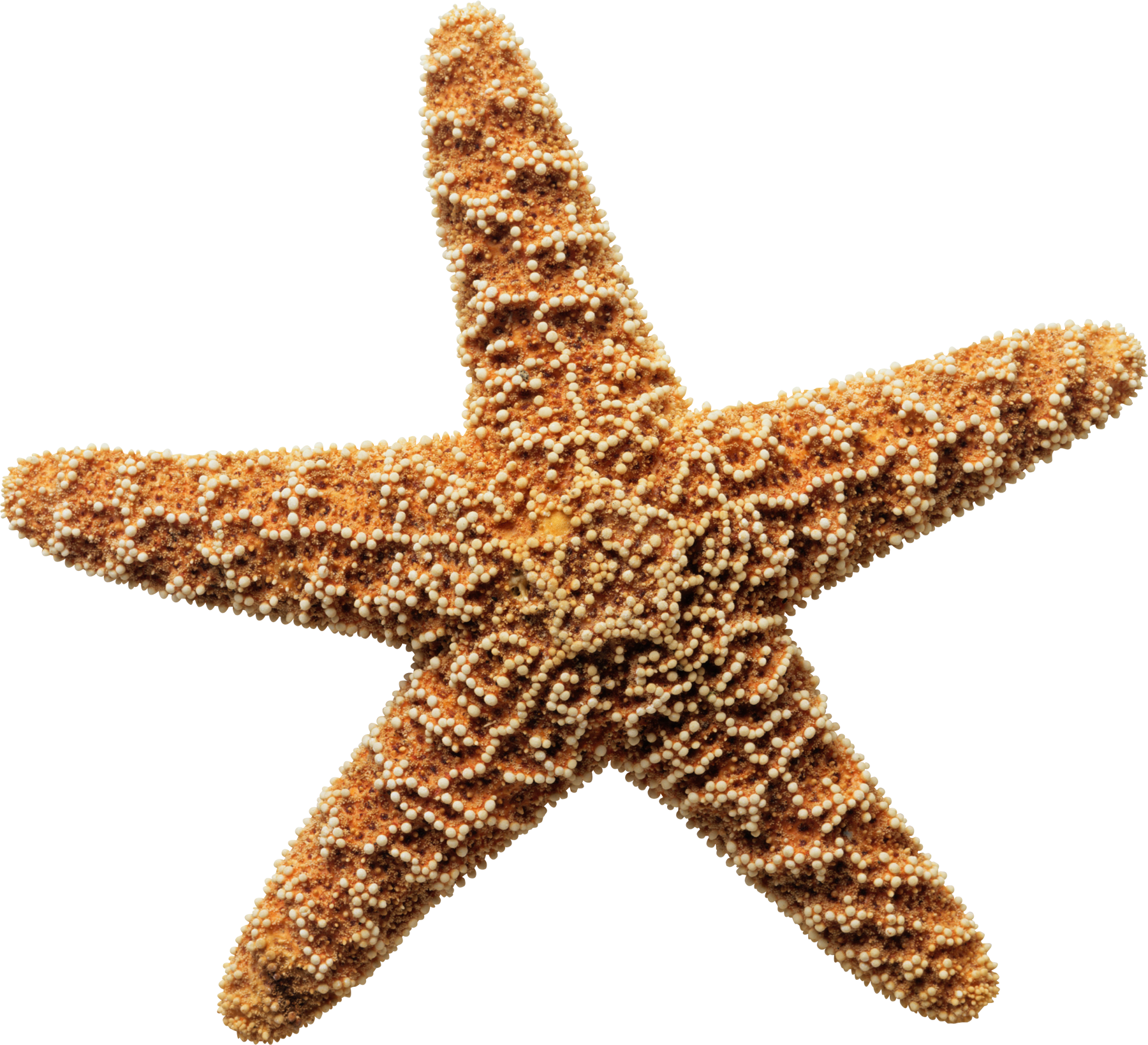 Sea Star PNG Download Image