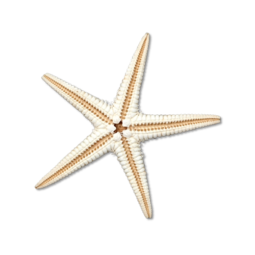 Sea Star PNG Transparent Image
