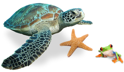 Zeeschildpad PNG hoogwaardige Afbeelding