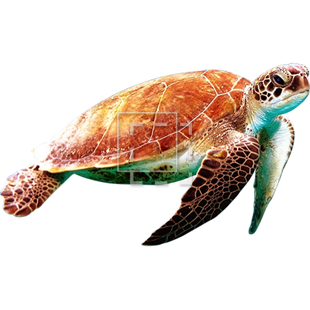 Морская черепаха PNG фото