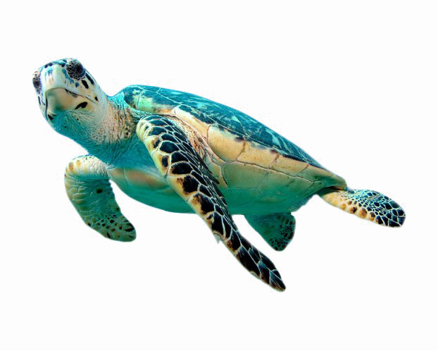 Sea Turtle PNG Transparent Image