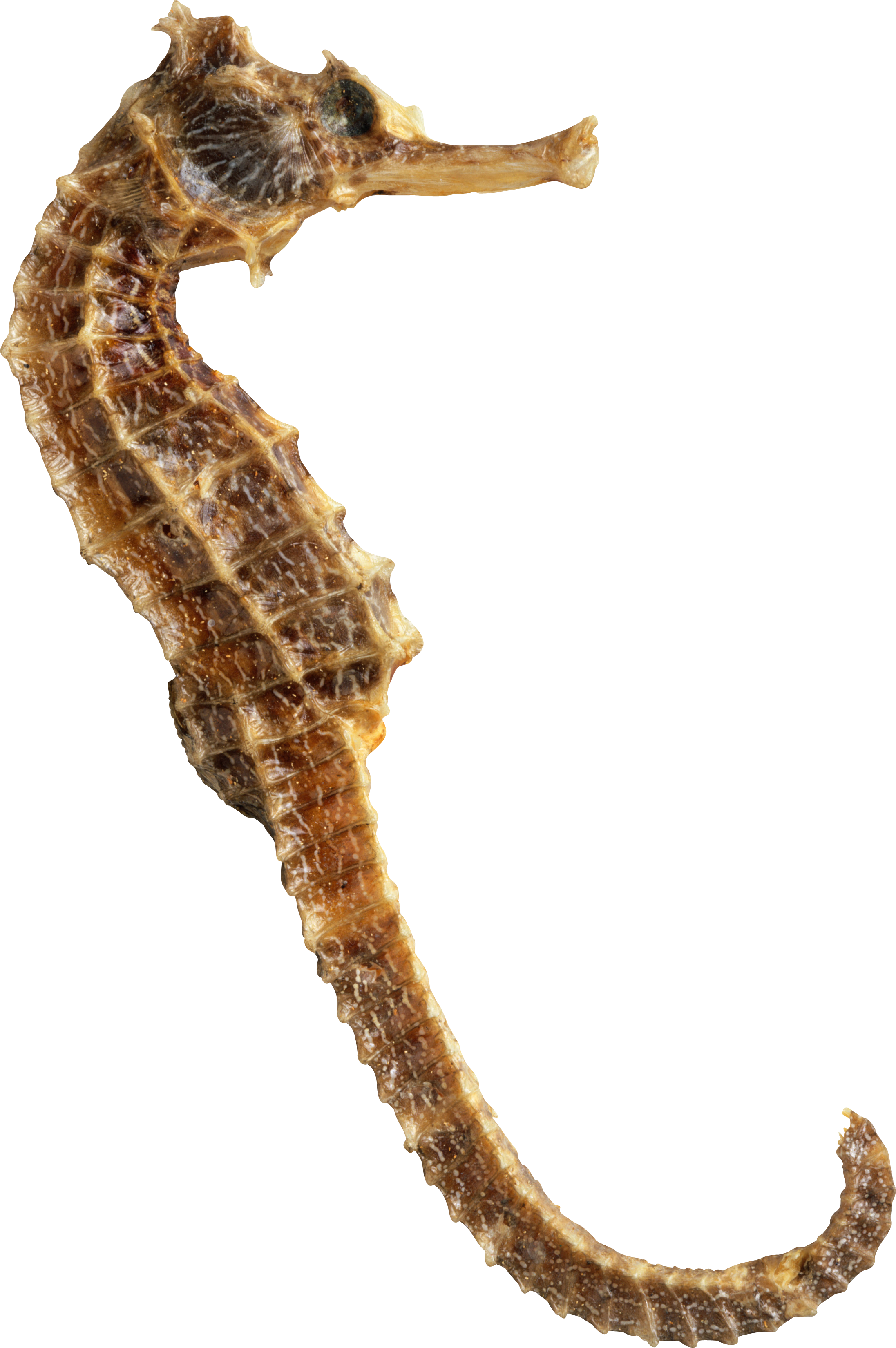 Seahorse PNG Download Image