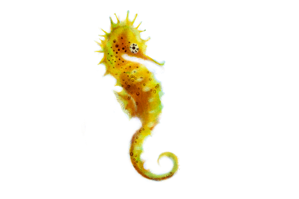 Seahorse PNG Image Background