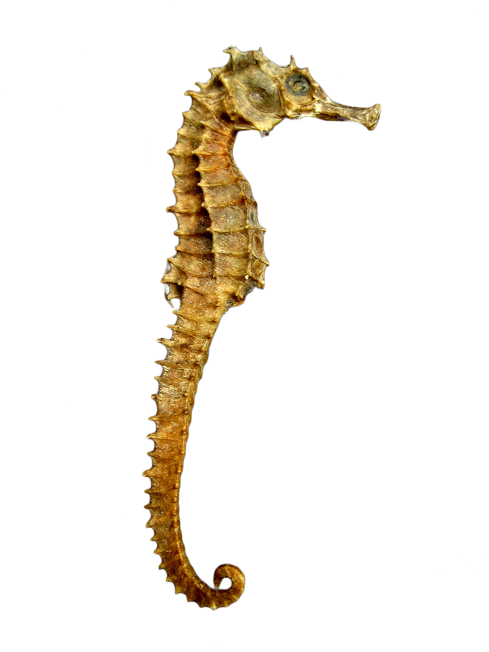 Seahorse PNG Image
