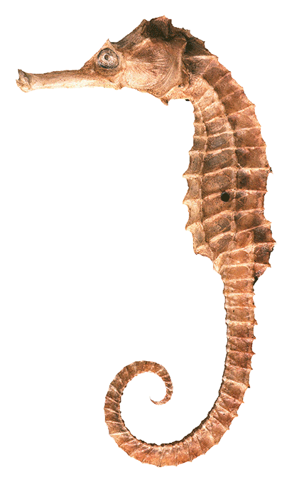 Seahorse Transparent Image