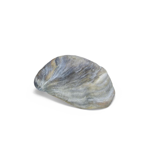 Seashell Download Transparent PNG Image