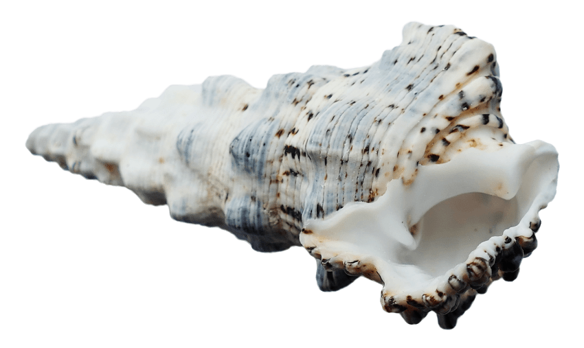 Seashell PNG Background Image