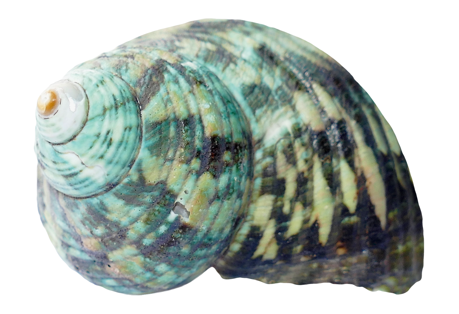 Seashell PNG Download Image