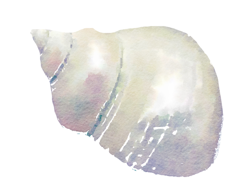 Seashell PNG High-Quality Image