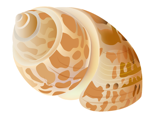 Seashell PNG Image Background