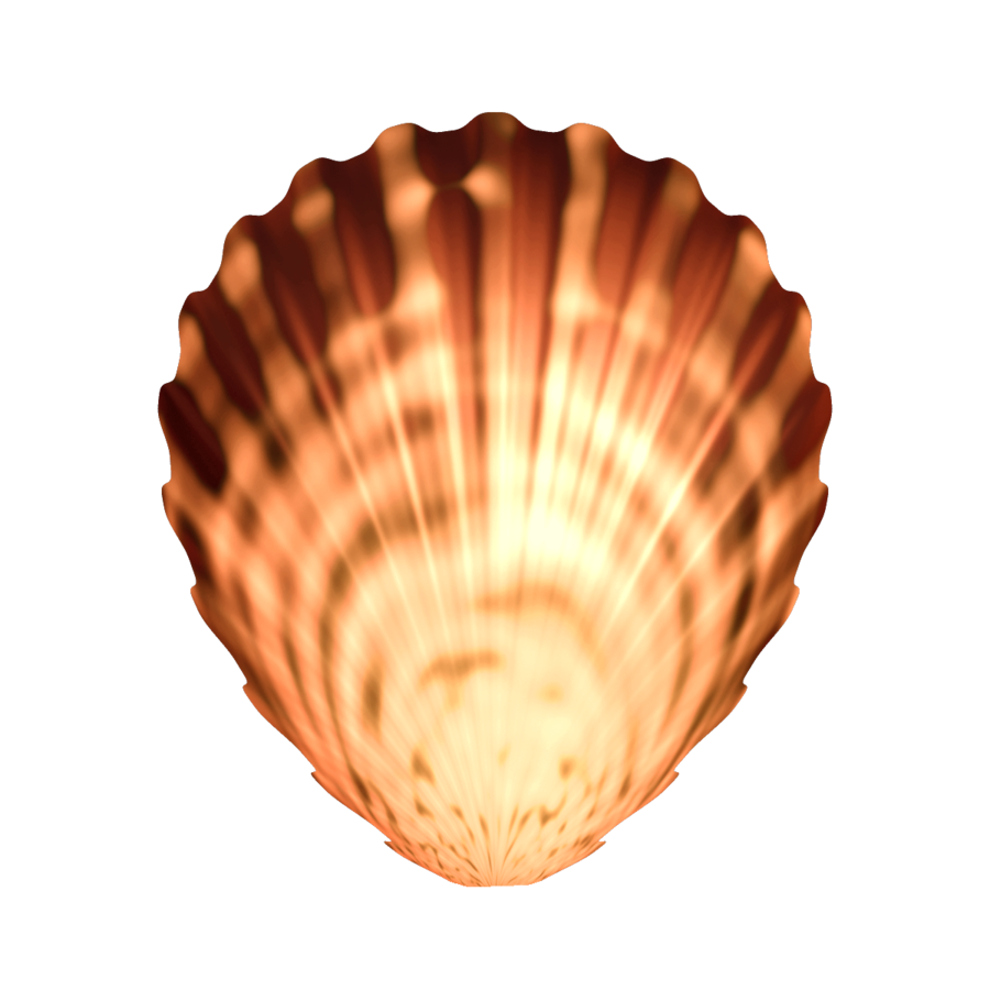 Seashell PNG Image Transparent
