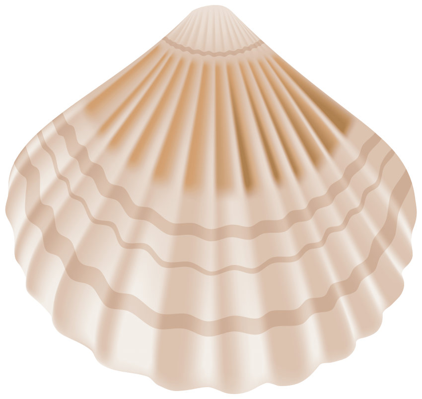 Seashell PNG Image with Transparent Background