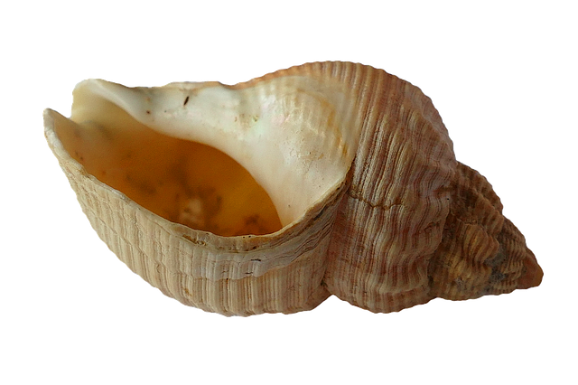 Seashell PNG Image