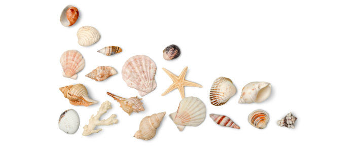 Seashell PNG Photo